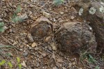 Blšanský chlum - kulovitý rozpad bazaltoidu