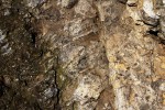 Budňanská skála - vápence s fosíliemi orthocerů