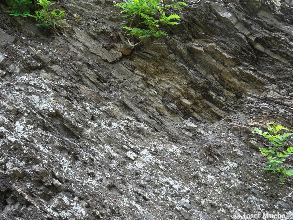 Zahořany u Berouna – letenský profil - sedimentace probíhala před cca 455 mil. lety