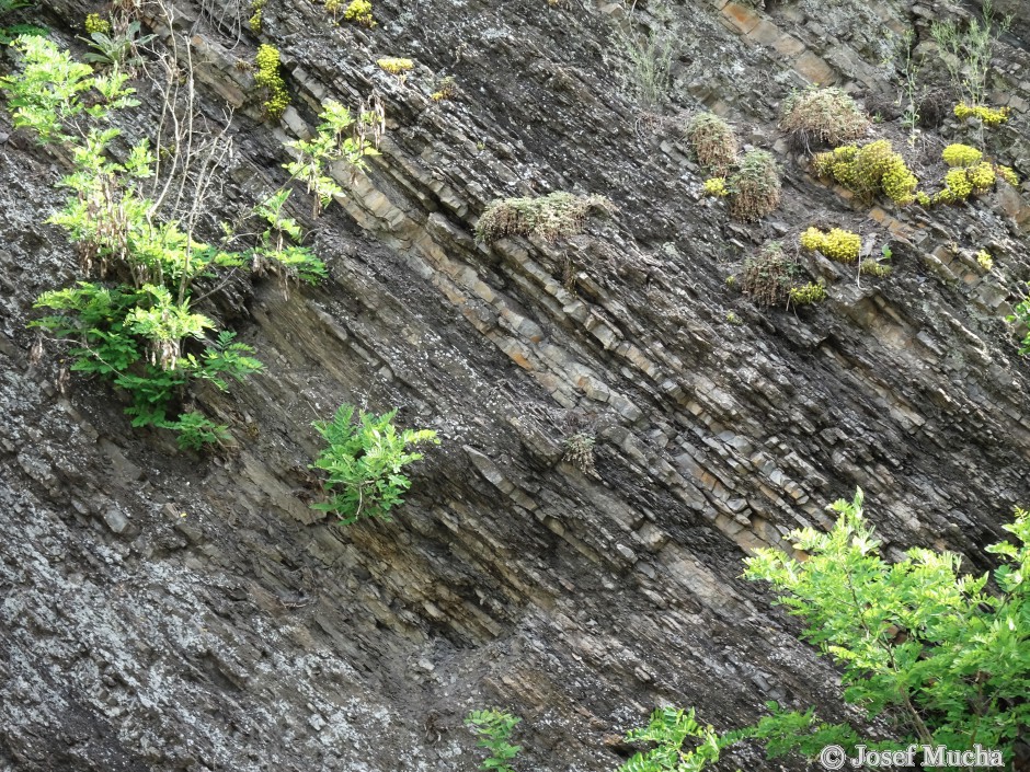 Zahořany u Berouna – letenský profil - střídání vrstev jemnozrnných sedimentů z klidné sedimentace a hrubší vrstvy z období záplav a bouřové sedimentace