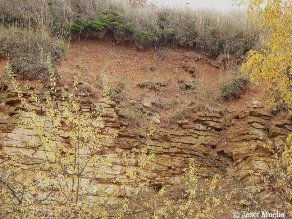 Lom Přední Kopanina - jihovýchodní stěna lomu - opuky bělohorského souvrství - proces zvětrávání, v horní části snímku spraše - váté (eolické) sedimenty posledních dob ledových