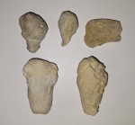 Skalka u Velimi - živočišné houby (spongie) nalezené v lomu ve slínovcích (velikost 4 - 6 cm)