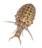 Mravkolev běžný - larva (vzpomeňte na Ferdu Mravence)