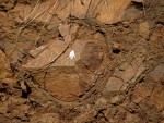Polštářové lávy u obce Vísky - výplně mezi polštáři jsou tvořeny kousky a střípky lávy a částečně břidlicemi vytvořených ze sedimentů bahnitého dna stmelených kalcitem nebo křemenem - detail