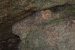 Kynžvartský kámen - porfyrická žula- detail