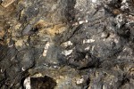 Budňanská skála - vápence s fosíliemi orthocerů a lilijic