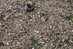Horní Blatná - pískovna - zcela zvětralý granit