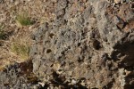 Vrch Vinice - bezolivinický bazalt (čedič) - kuličkový rozpad horniny