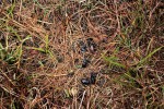 Hartoušovské mofety - unikající CO2 z podloží způsobuje rezavění trávy a tvoří smrtící past pro drobné živočichy