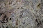 Tuchořice - sladkovodní vápence - lom - detail vápence s fosíliemi suchozemských plžů
