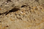 Lom Červené Pečky - vrstvy druhohorních pískovců a slínovců - vrstva lastur