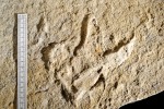 Lom U Devíti Křížů (Krákorka) - foto RNDr. Radek Mikuláš, DSc - zkamenělá stopa dinosaura v pískovci