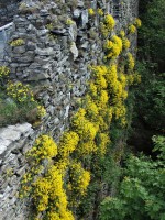 Tolštejn u Jiřetína pod Jedlovou - na zdech krásně kvete tařice skalní