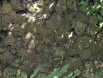 Slánská hora - rozpukané a posunuté bloky se sloupcovou odlučností olivinického nefelinitu v "řezu"
