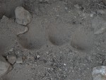 Podlešínská skalní jehla - u paty skalní věže v suchém erodovaném písku má své trychtýřovité pasti larva mravkolva běžného