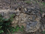 Tuchořice - sladkovodní vápence - travertinová kupa s fosíliemi obratlovců
