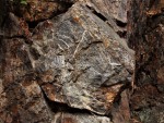 Andrejšky pod vrchem Radyně - silicit je na mnoha místech následných tektonických poruch, druhotně hydrotermálně vyhojen bílým křemenem 