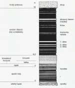 Bašta u Břas – profil černouhelnou pánví - schéma radnické sloje s názvy proplástků, těžitelná byla část od cca 6 do 18 metrů