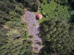 Mařský vrch - kamenné moře z vyvřelé žíly syenitového porfyru, vzniklo mrazovým zvětráváním době glaciálů - foto www.Sumavsko.cz