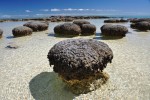 Živé stromatolity - Austrálie