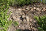 Lom Kosov - tektonický zlom - šikmý posun diabasové žíly v břidlicích