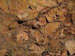 Polštářové lávy u obce Vísky - výplně mezi polštáři jsou tvořeny kousky a střípky lávy a částečně břidlicemi vytvořených ze sedimentů bahnitého dna stmelených kalcitem nebo křemenem