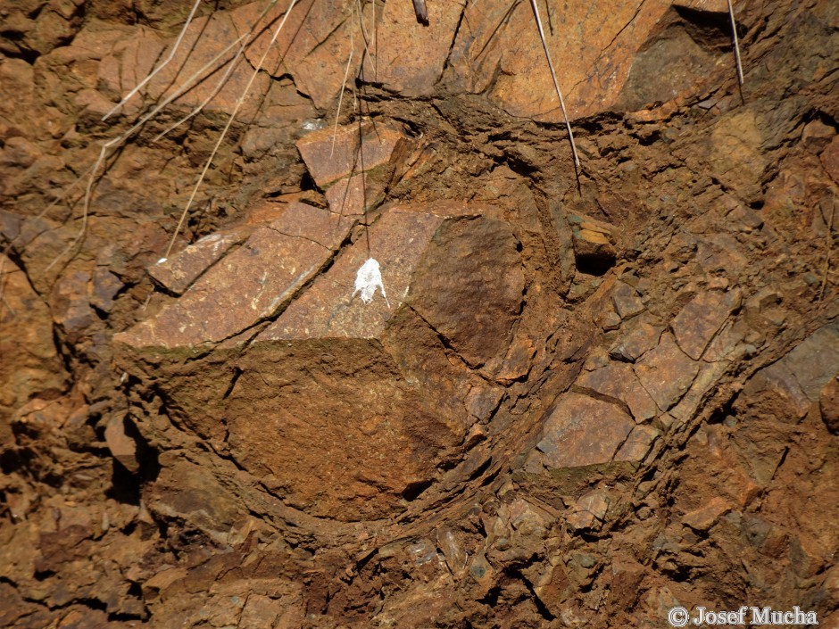 Polštářové lávy u obce Vísky - výplně mezi polštáři jsou tvořeny kousky a střípky lávy a částečně břidlicemi vytvořených ze sedimentů bahnitého dna stmelených kalcitem nebo křemenem - detail