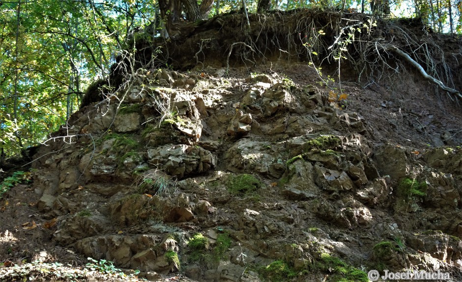 Polštářové lávy u obce Vísky - stěna lomu s zaoblenými polštáři spilitu