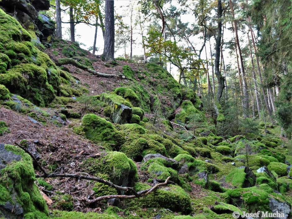 Čertovo břemeno - skalní hřbet ze silicitu (lidově buližník), silicit je velmi tvrdá a erozi odolávající hornina