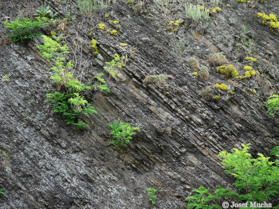 Zahořany u Berouna – letenský profil - střídání vrstev jemnozrnných sedimentů prachovců, drobových břidlic a hrubozrnných sedimentů typu pískovců a křemenců 