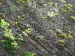 Zahořany u Berouna – letenský profil - střídání vrstev jemnozrnných sedimentů prachovců, drobových břidlic a hrubozrnných sedimentů typu pískovců a křemenců 