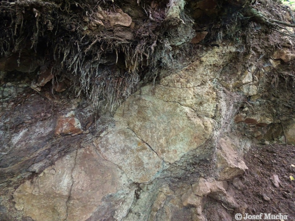 Kozlí hora - Hudlice - diabasová polštářová láva s mandičkovou strukturou ve stěně odkryvu
