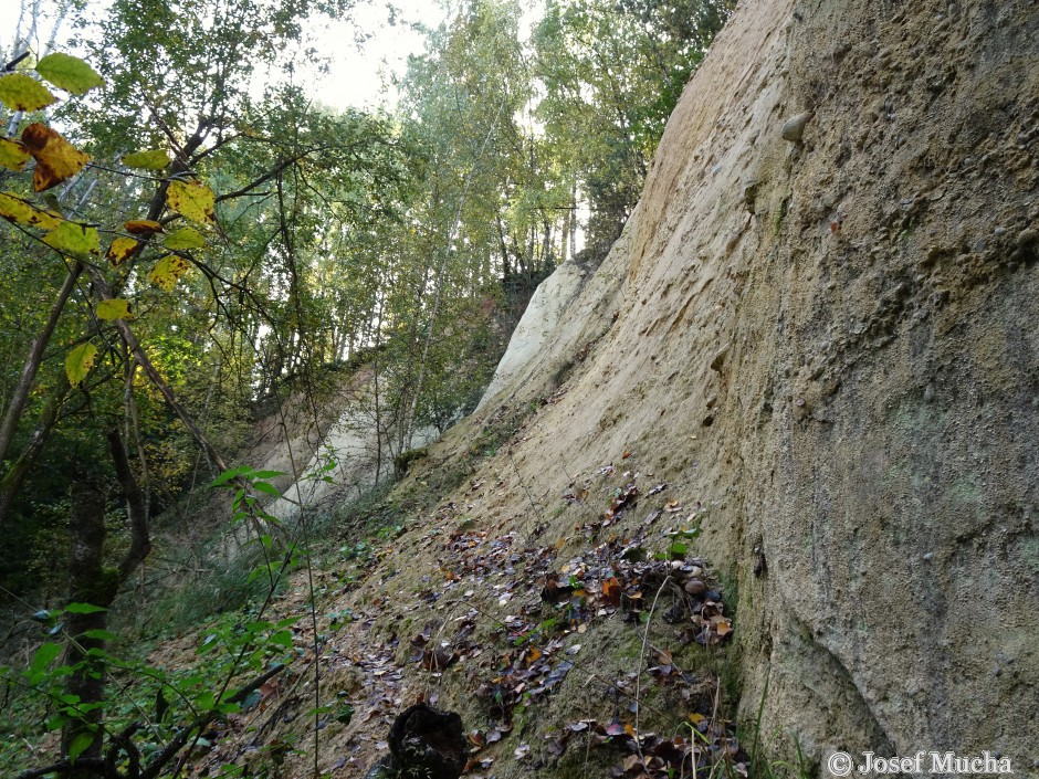 PP Kateřina - Břasy - pohled na odkryv ze dna od stěny odklizu - široké kužely vzniklé erozí
