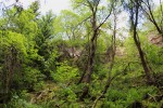 Vápenka u Kovářské - zarostlý lom za vápenkou - zde se těžil dolomitický vápenec