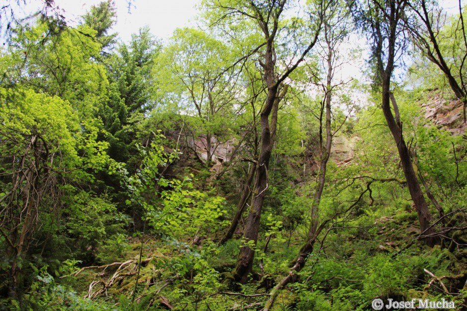 Vápenka u Kovářské - zarostlý lom za vápenkou - zde se těžil dolomitický vápenec