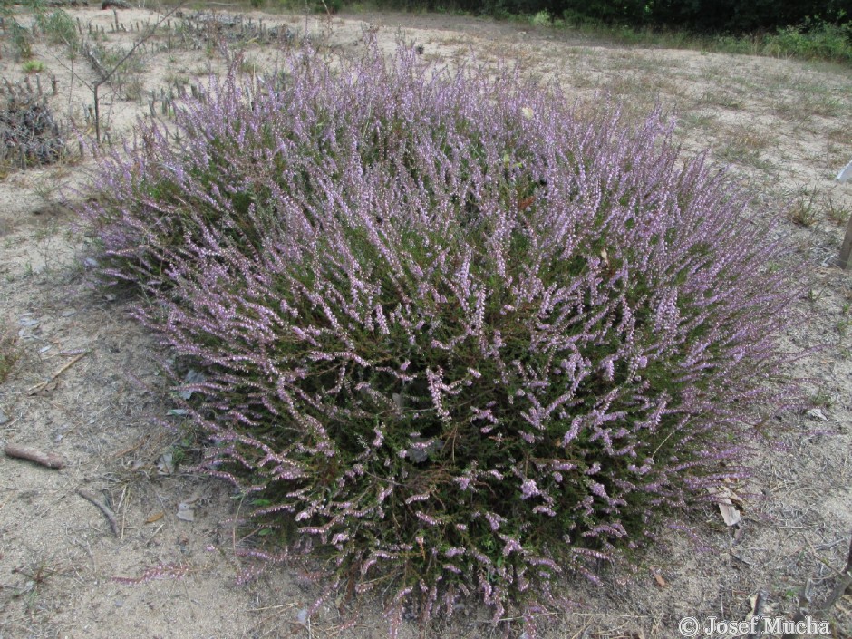 Slepičí vršek - písečný přesyp (duna) - vřes obecný (Calluna vulgaris) 