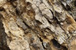 Budňanská skála - vápence s fosíliemi orthocerů