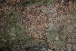 Kynžvartský kámen - porfyrická žula - detail