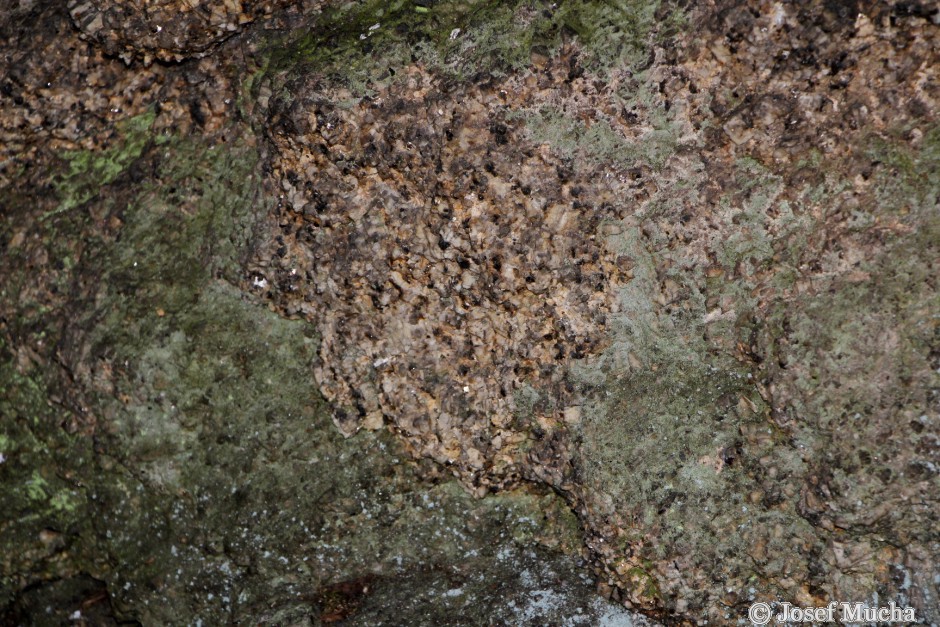 Kynžvartský kámen - porfyrická žula - detail