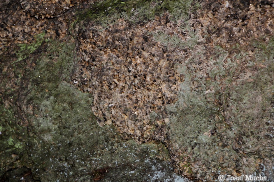 Kynžvartský kámen - porfyrická žula - detail