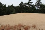 Písečný přesyp (duna) - Písty u Nymburka  