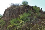 Blšanský chlum - sloupcová odlučnost bazaltu - pohled ze severozápadu