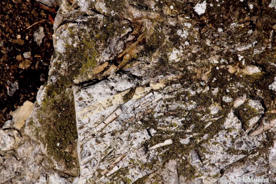 Budňanská skála - vápence s fosíliemi orthocerů