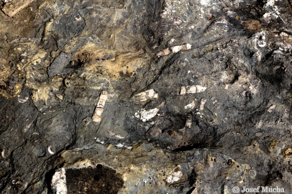Budňanská skála - vápence s fosíliemi orthocerů a lilijic