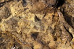 Budňanská skála - vápence s fosíliemi lilijic