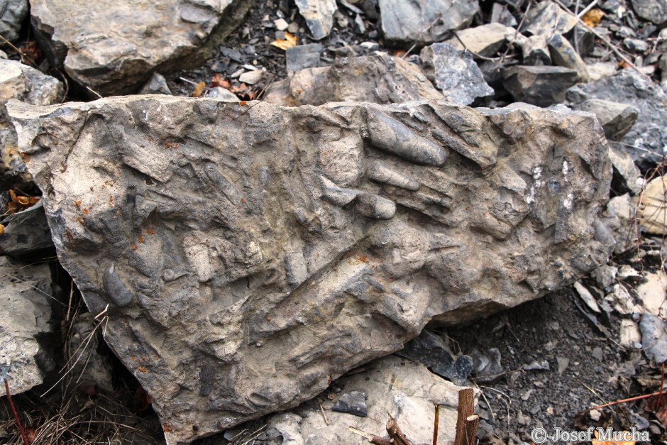 Budňanská skála - vrstevní plocha vápence s fosíliemi orthocerů