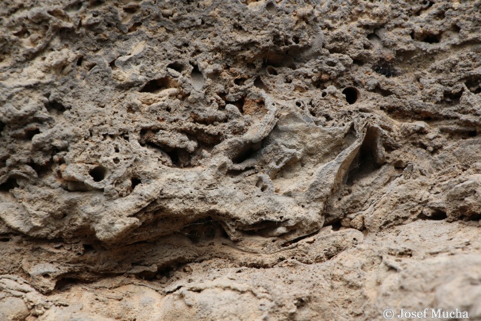 Svatý Jan pod Skalou - sladkovodní pěnovec - detail