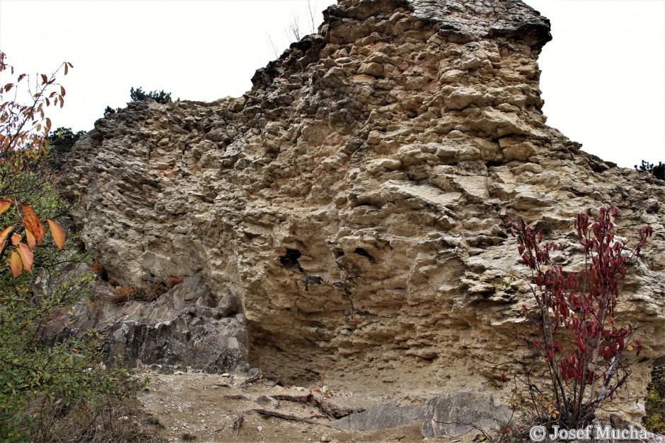 Kaňk u Kutné Hory - bioklastické vápence obsahují hojné křídové fosílie