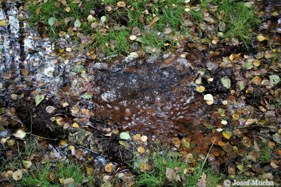 Hartoušovské mofety - únik Bublák, masivní únik CO2 probublává vodu