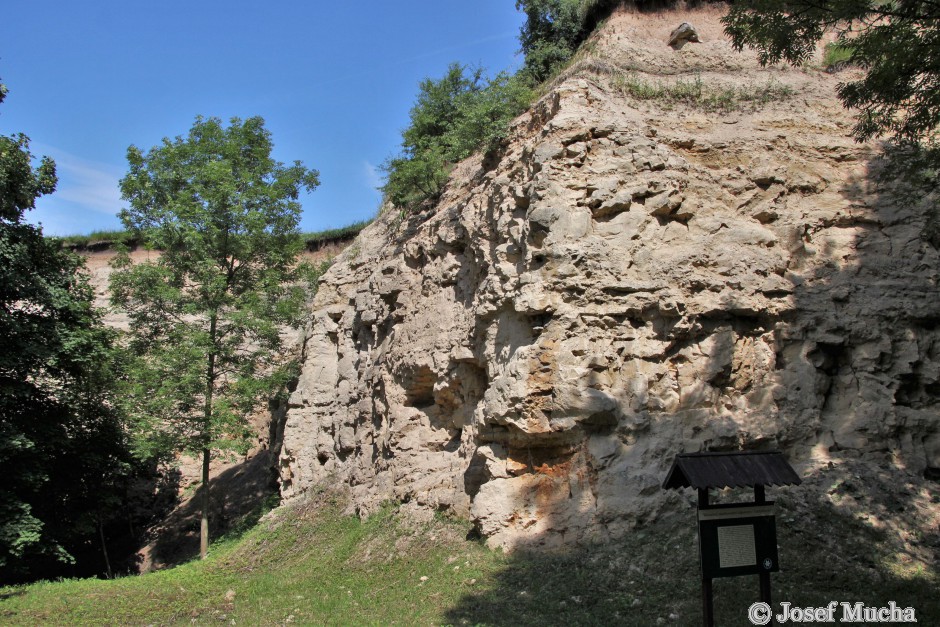 Tuchořice - sladkovodní vápence - lom - jezerní sedimenty z termální vody z travertinové kupy 